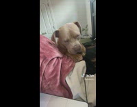 Brown dog cleaning and licking pawns lets out yawn