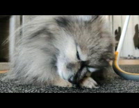 Pet dog hold daily treat and eats it on the floor