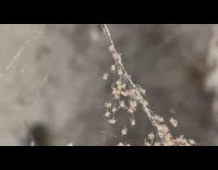 Small group of spider crawls on the thin web