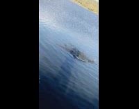 Little boy skips stones in pond and says Yes, girl skipped two stones