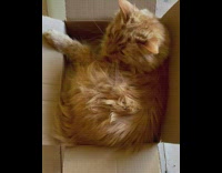 Fluffy cat sleeps in box 