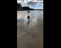 Brown dog runs along the beach on a sunny day 
