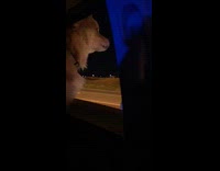 Brown dog with head out of car window howls at sirens night time