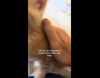 Dad cat sitting daughters kitten 