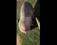 Girl pets pig with gardening tool