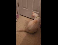 Cat spins around tries to reach tail