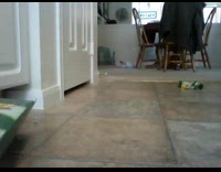 Submitter lures cat into diving into empty box 