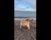 Collab PubityPets - Brown Puppies playing at the beach 