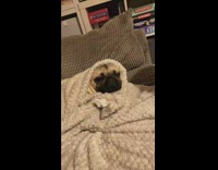 Collab PLC - Asleep Pug Dog Covered in Blanket Wakes Up