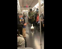White duck shakes tail on train 
