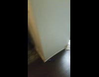 Large white dog mess living room kitchen 