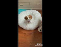 Puppy jumps at camera 