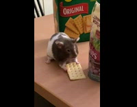 Hamster on table eating a cracker