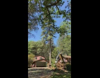 Long and large tree cut down fall ground