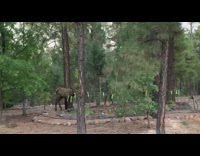 Three brown deer stand around round garden 