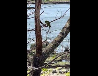 Woman sees monk parakeet bird at park