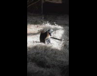 Monkey stays under the sunlight inside the zoo