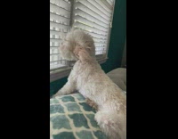 White dog window ear fur air conditioner