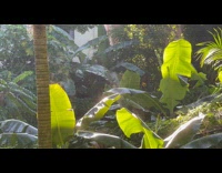 Water evaporating on banana leaves under sun