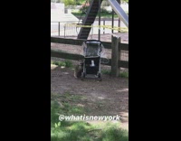 Raccoon rummages through black baby stroller 