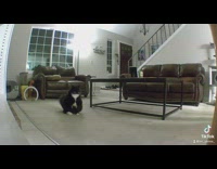 Cat drags poop butt across carpet floor 