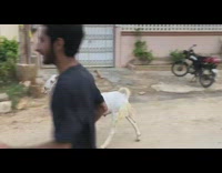 Kids and man run with goat street