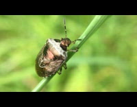 Bug on a leaf produces small poop 