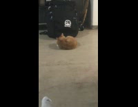 Pet cat plays and tries to catch its own tail