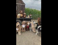 Dogs in bear costume sit beside truck