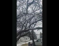 Tree branches frozen ice coated cold temperature