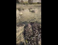 White rat enjoy swims around the beach