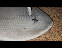 Fly spin upside down on sandals slow motion