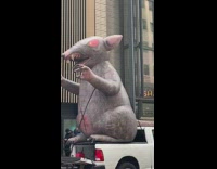Large inflatable grey rat on white truck 