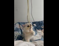 Kitten stands to reach strings cat wand