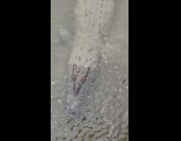 Large alligator in the lake water overcast