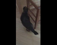 Black siamese cat meows and walks around wood floored house