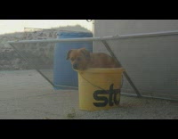 Collab DailyDoseOfInternet - Brown dog is stuck inside bucket 