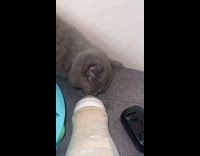 Grey cat lick milk from baby bottle