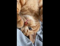 Orange kitten lay on back and purrs