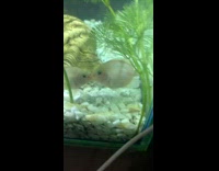 Guy sees two fish kissing in aquarium 