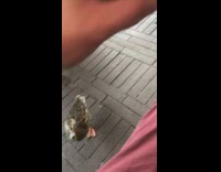 Guy feed duck with leftovers from plate