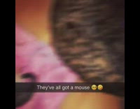 Three kitten cats play with mouse toys 