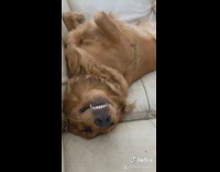 Golden retriever dog lays on couch compilation 