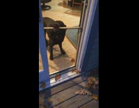 Dog try to bring stick through door