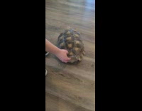 Collab DailyDoseOfInternet - Tortoise shake butt get back shell scratches