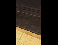 Rat holds churro in mouth runs down train track