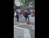 Man slowly drags lazy dog at park