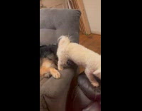 Two dogs play bite on the couch