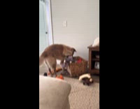 Dog rummaging through toy basket