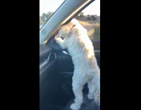 Dog look out window pee inside car